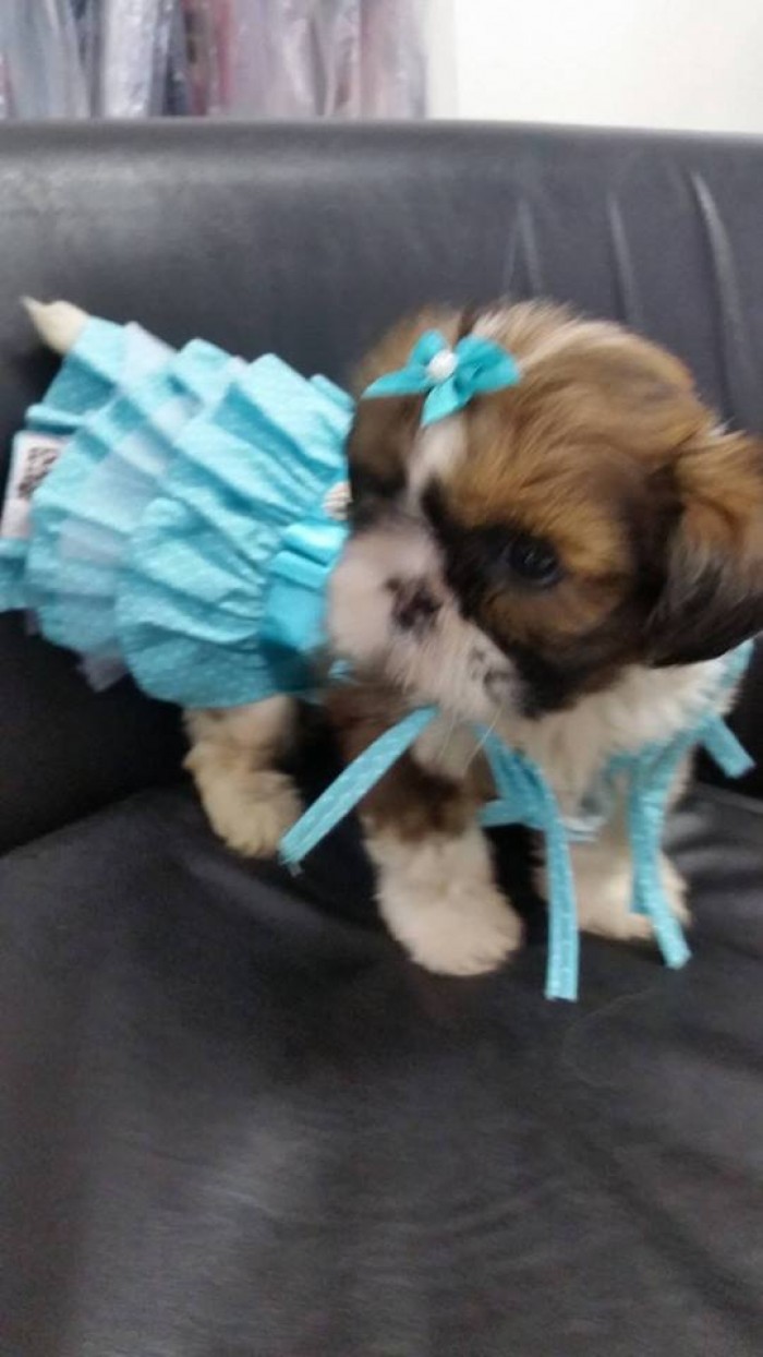 Filhote de Shih-Tzu