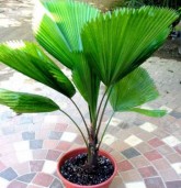 Palmeira Licuala para jardinagem muda pequena