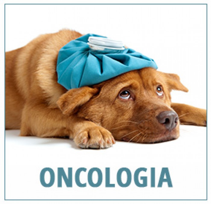 Oncologia Veterinária