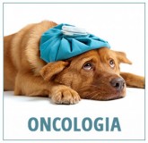 Oncologia Veterinária Especializada Piracicaba