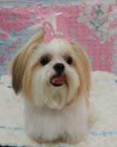 Banho e Tosa  Spitz Shih-Tzu Yorkshire com tesoura 