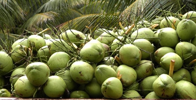 coco-verde-natural-gelado-vila-rezende