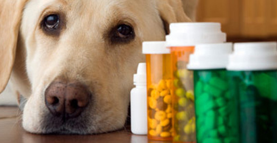 farmacia-veterinaria-medicamentos-raposo-tavares-piracicaba