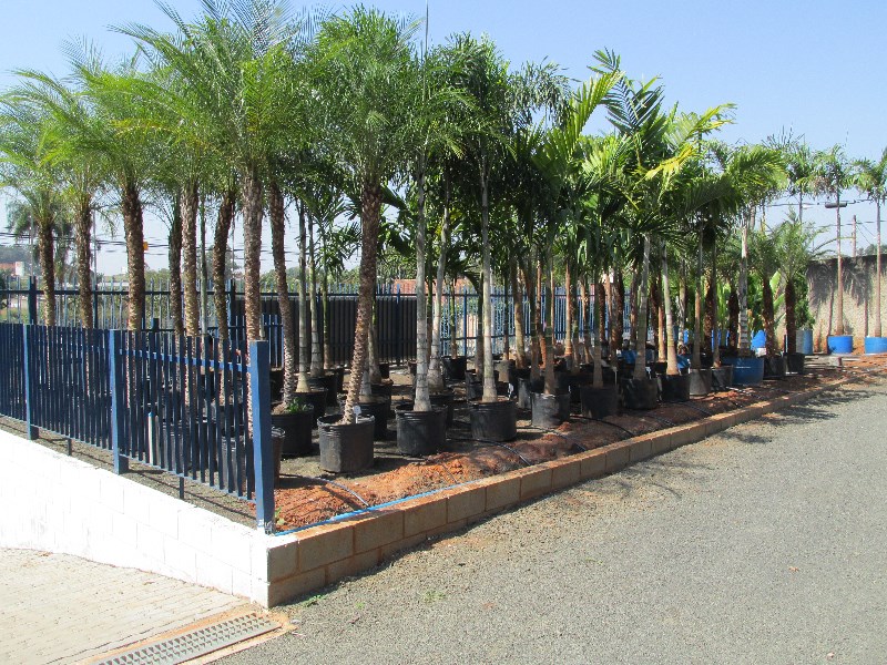 mudas-de-palmeiras-em-geral-palmeira-imperial-carpentaria-rabo-de-raposa-areca-de-locuca-elegans-fen