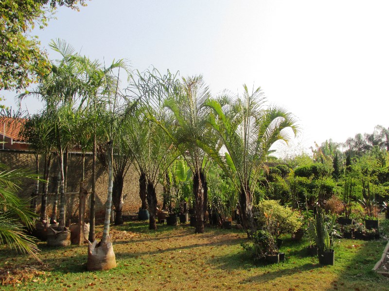 mudas-de-palmeiras-em-geral-palmeira-imperial-carpentaria-rabo-de-raposa-areca-de-locuca-elegans-fen