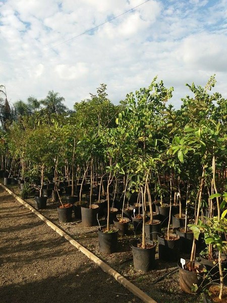 mudas-de-frutiferas-em-geral-jabuticaba-produzindo-roma-carambola-acerola-pitanga-amora-e-outras