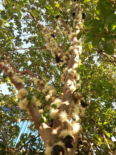 Jabuticaba sabará produzindo