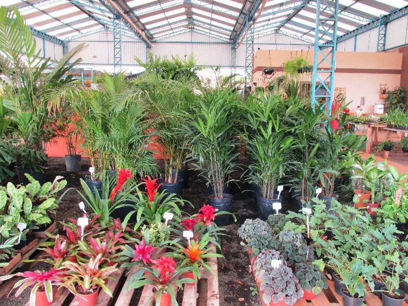 plantas-para-interior-de-casas-plantas-de-sombra