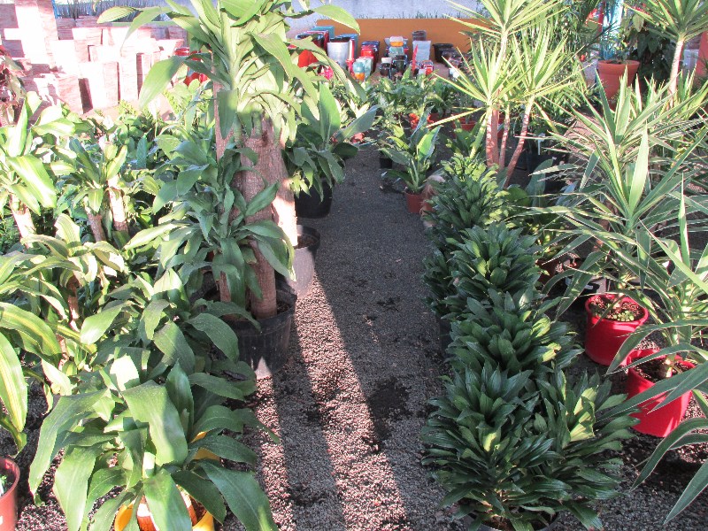 plantas-para-interior-de-casas-plantas-de-sombra