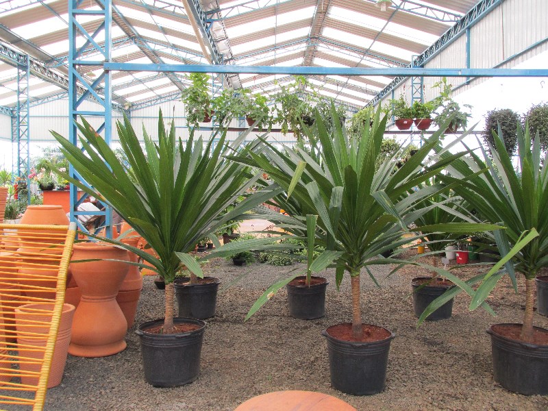 plantas-para-interior-de-casas-plantas-de-sombra