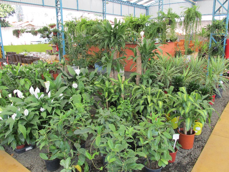 plantas-para-interior-de-casas-plantas-de-sombra