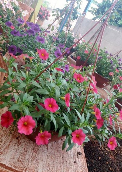 Mini petúnia
