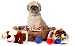 Animais - TODOS OS TIPOS DE ACESSÓRIOS PARA CÃES E GATOS - TODOS OS TIPOS DE ACESSÓRIOS PARA CÃES E GATOS